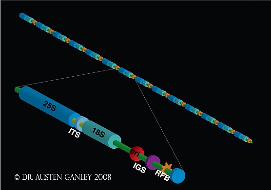 rDNAome - GANLEY Laboratory